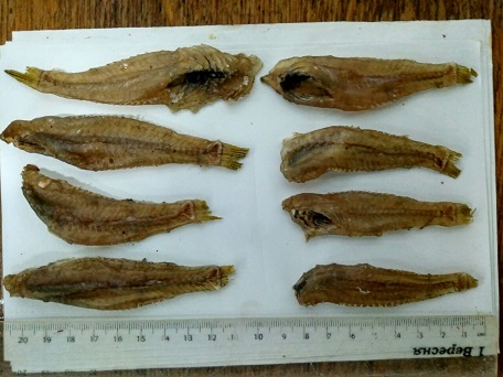 Фото 3. Бычок азовский вяленый/сухой, рыба, рыбпродукты