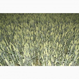Семена мягкой пшеницы Маттус, Гранус 1-реп. (двуручки)