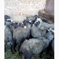 Продам вівці романівської породи