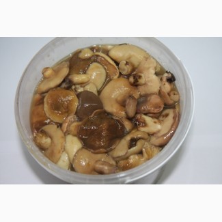 Продам грибы маслята оптом