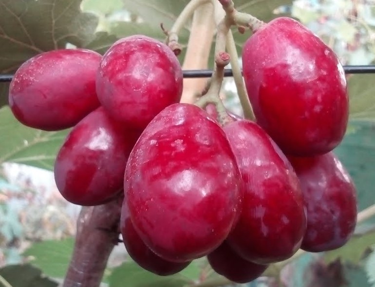 Сорт винограда казанова фото и описание