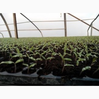 Выращиваем рассаду Капусты и других овощей в кассетах под заказ