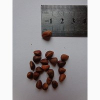 Семена Сосна кедровая стланиковая (10шт – 20грн)