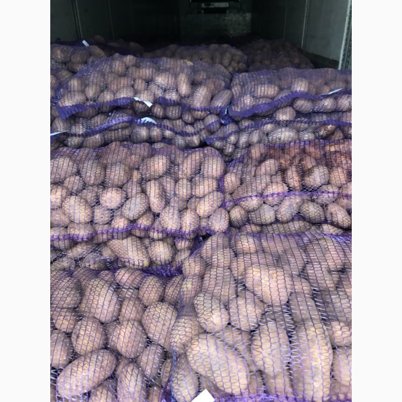 Фото 5. Продам картошку 5+ и посевную картошку, сорта Королева Анна, Бриз, Джили, Гала