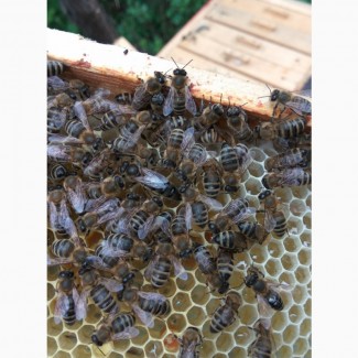 Плідні пчеломатки (бджоломатки) Карпатка Вучковского типа