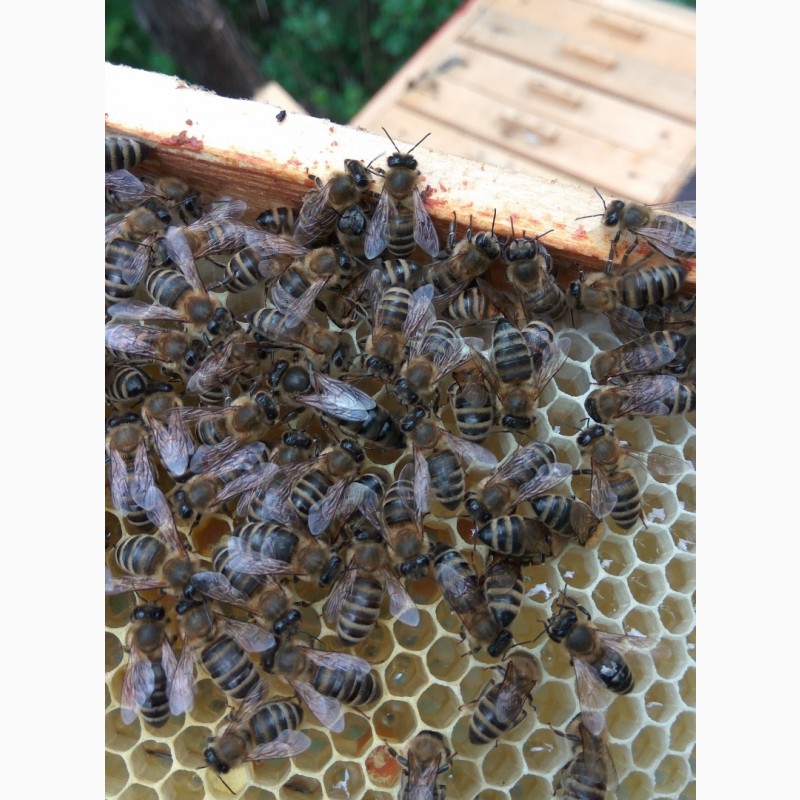 Плідні пчеломатки (бджоломатки) Карпатка Вучковского типа