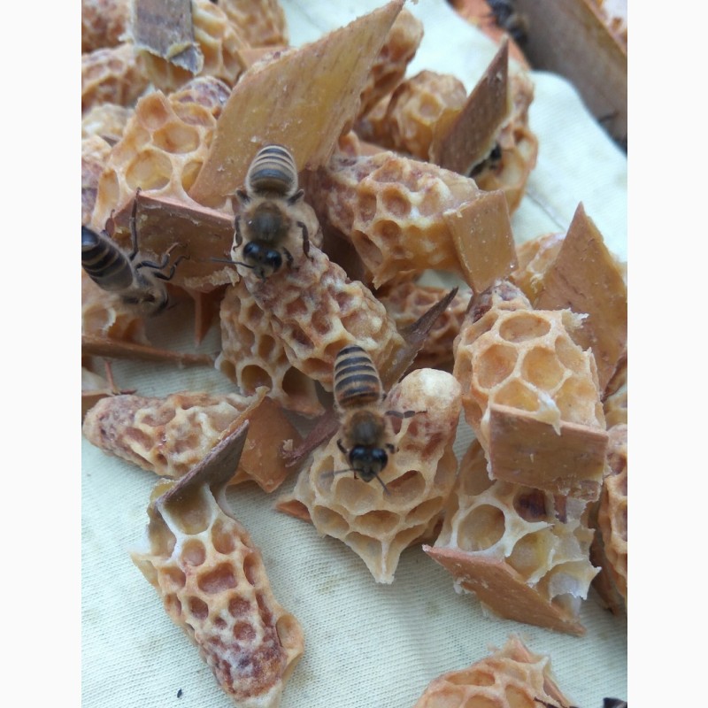 Фото 2. Плідні пчеломатки (бджоломатки) Карпатка Вучковского типа