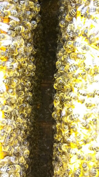Фото 3. Плідні пчеломатки (бджоломатки) Карпатка Вучковского типа