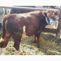 Фермерское хозяйство продает бычки 20000 кг
