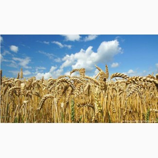 Продам посевной материал озимой пшеницы Гром элита Краснодарская селекция