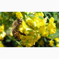 Мёд нектара лечебных трав заповедника. Целебный цветочный лесной мёд