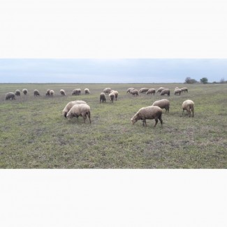 Продам овец, породы меринос