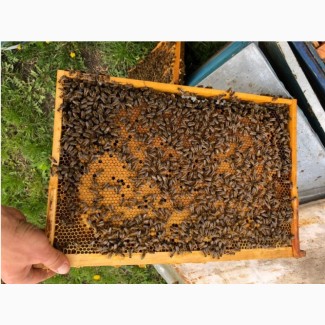 Бджолопакети 2021 Пчелопакеты