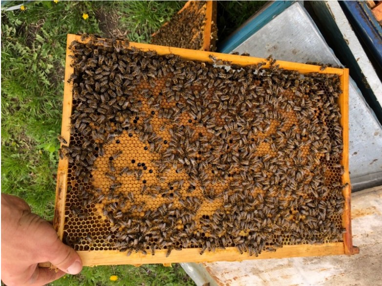 Бджолопакети 2021 Пчелопакеты