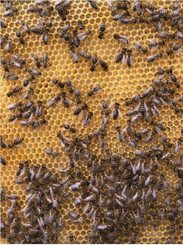Фото 2. Бджолопакети 2021 Пчелопакеты