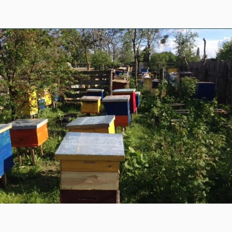 Фото 3. Бджолопакети 2021 Пчелопакеты