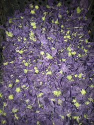 Куплю квіти мальви мавританської