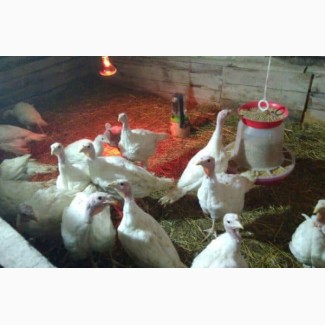 Инкубационные яйца разных видов птицы (кури, утки, гуси, индюки) из Венгрии. Выход 86%