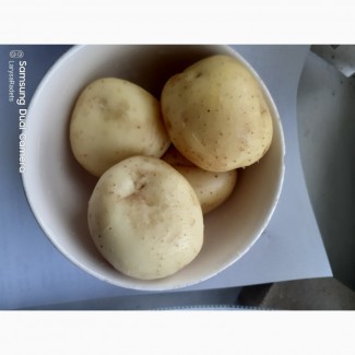 Продам картофель семенной, сорт COLOMBA