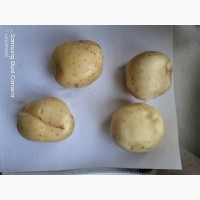 Продам картофель семенной, сорт COLOMBA