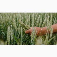 Насіння озимої пшениці