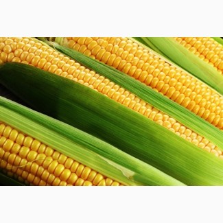 Семена кукурузы Оржица 237 МВ (ФАО 230)