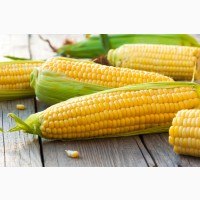 Семена кукурузы ДН Рава