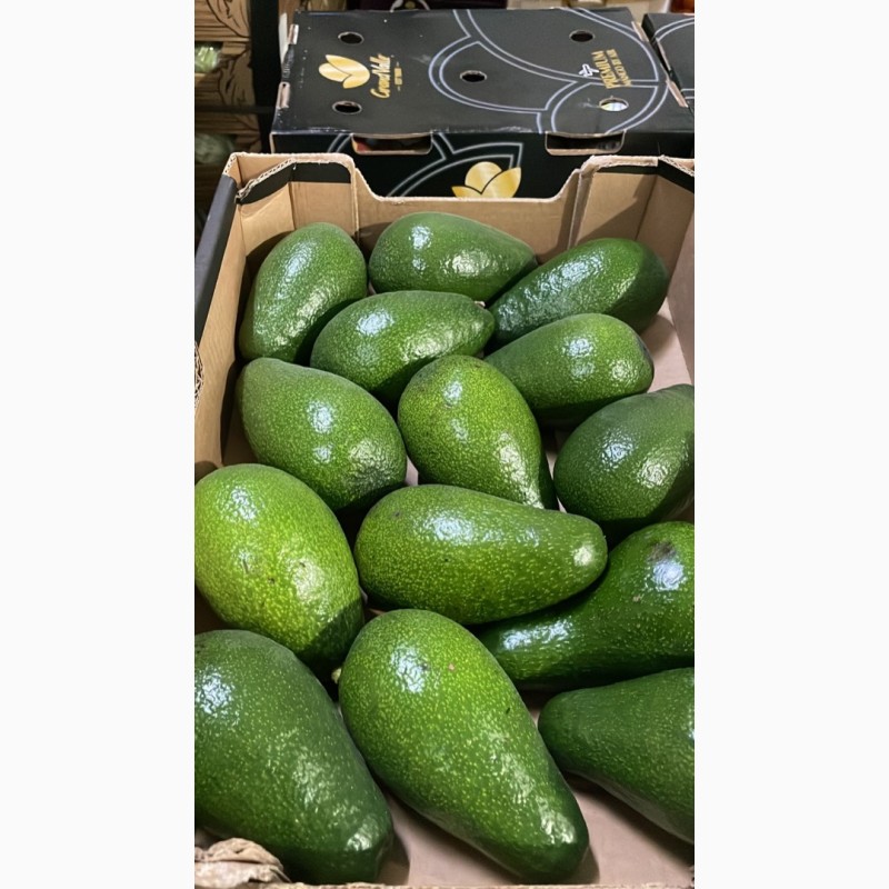 Фото 2. Продам авокадо