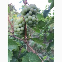 Продам вегетирующие корнесобственные саженцы винограда винных сортов