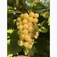 Продам вегетирующие корнесобственные саженцы винограда винных сортов