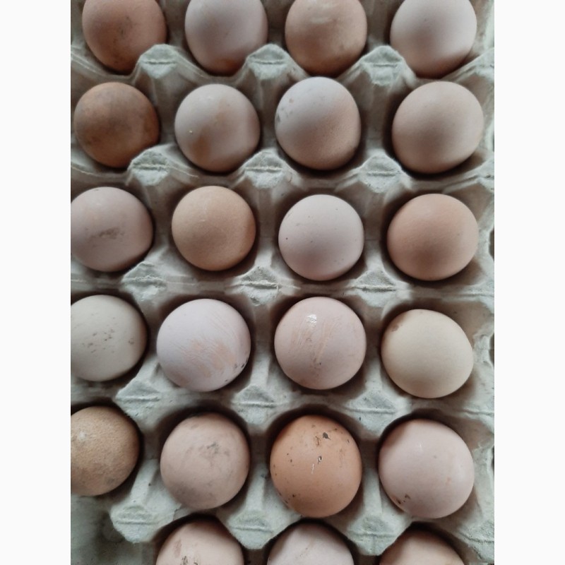 Фото 3. Інкубаційні яйця ЦЕСАРКИ
