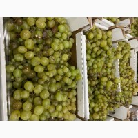 Продам білий виноград на переробку
