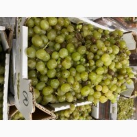 Продам білий виноград на переробку