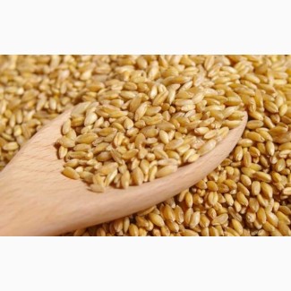 Куплю фуражну та продовольчу пшеницю