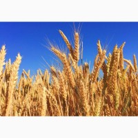 Закупляемо жито и отходи на самовивоз