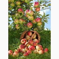 Шукаємо постачальників яблук по всій Україні від 10 тон