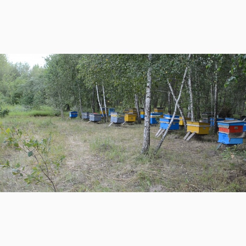 Фото 3. Продам бджіл сім#039;ями пчелосемьи