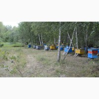 Продам бджіл сім#039;ями пчелосемьи