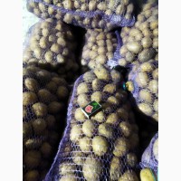 Продам насіння картоплі сорт арізона 3.5-4.5