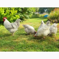 Інкубаційне яйце, птиця, курчата, Суссекс - колумбія, фарфор, лаванда