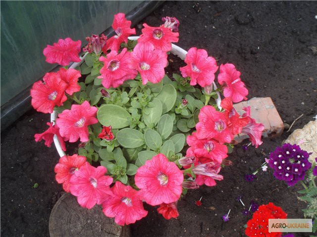 Фото 3. Продам цветы Сульфиния, Киев Оболонь