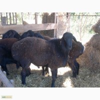 Продам племенных баранов гиссарской породы 5-6 мес