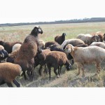 Продам племенных баранов гиссарской породы 5-6 мес