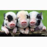 Продам - Амінокислоти для збалансування раціонів свиней та птиці: L-лізин, L-треонін