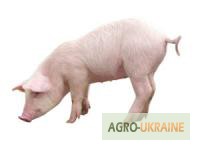 Фото 2. БВМД для свиней Феркель-старт 25% для поросят от 10 до 30 кг