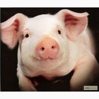 Премікс НАШМІКС ПІГ МІН 2.5% для свиней