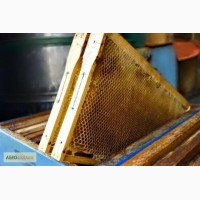 Пчелопакеты- сушь для пчелопакетов, оттянутые соты сушь для пчел