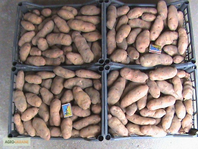 Картофель лапоть описание фото отзывы. Сорт картофеля Кубинка. Семенная картофель американка.