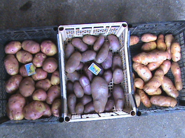 Продам картофель, сорт Кубинка, Иван-да-Марья, Американка - Кировоградскаяобл — Agro-Ukraine