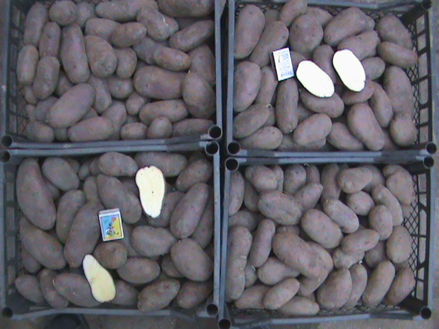 Фото 9. Продам картофель, сорт Кубинка, Иван-да-Марья, Американка